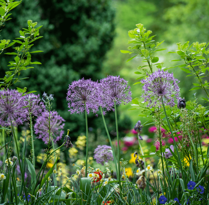 Massif fleuri dans un jardin luxuriant, avec de grandes fleurs sphériques violettes de type allium, entourées de diverses plantes et fleurs colorées sur un fond de verdure dense.