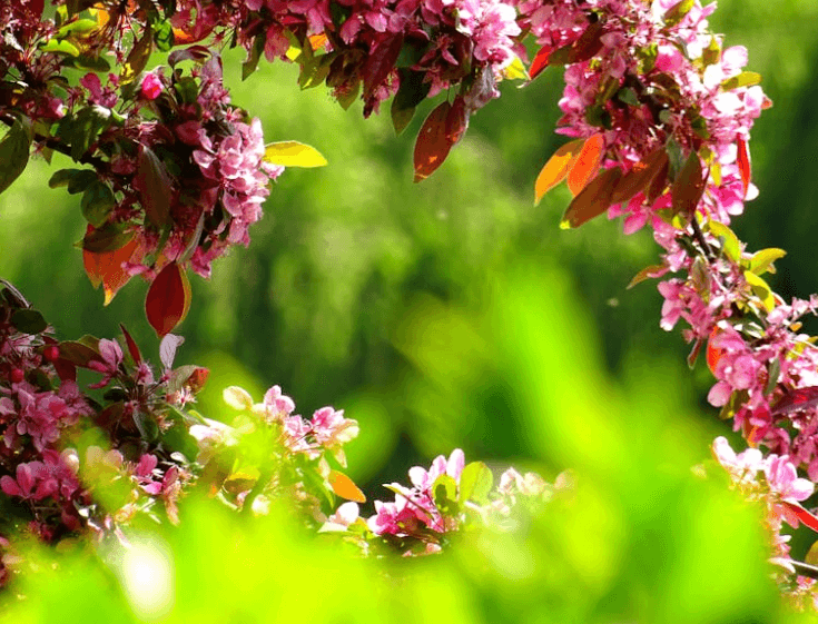 Branches fleuries de couleur rose formant un arc naturel, avec un arrière-plan flou vert suggérant un jardin luxuriant au printemps.