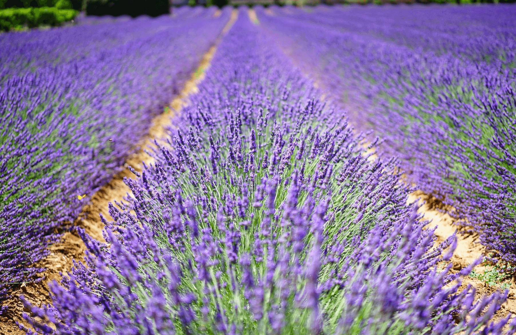 Une allée d'un champs de lavandes d'un violet sublime.